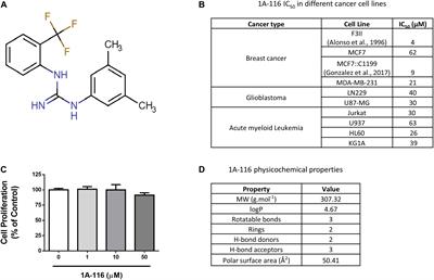 Computational and in vitro Pharmacodynamics Characterization of 1A-116 Rac1 Inhibitor: Relevance of Trp56 in Its Biological Activity